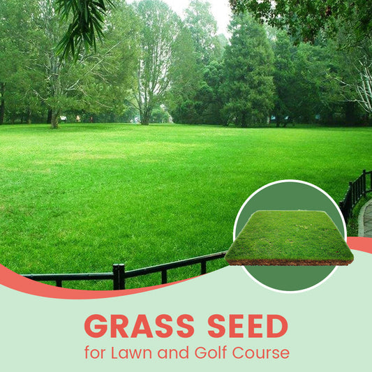 🌿🌿Graines d'herbe pour pelouses et terrains de golf🌿🌿