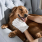 Gants de toilettage sans rinçage pour animaux domestiques avec effet neutralisant les odeurs