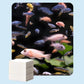 🐠🔥 Feuilles clarifiantes aquarium purifient l’eau, éliminent turbidité et entretiennent poissons ✨