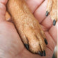 🐶🐱 Lime à griffes en bois | Surface douce, disques remplaçables, coupe précise sans stress pour vos animaux ✅