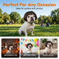 🐶🎉 PROMO Perruque festive pour chien déguisement fête cosplay ajustable confortable ✨