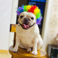 🐶🎉 PROMO Perruque festive pour chien déguisement fête cosplay ajustable confortable ✨
