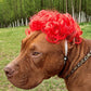 🐶🎉 PROMO Perruque festive pour chien déguisement fête cosplay ajustable confortable ✨